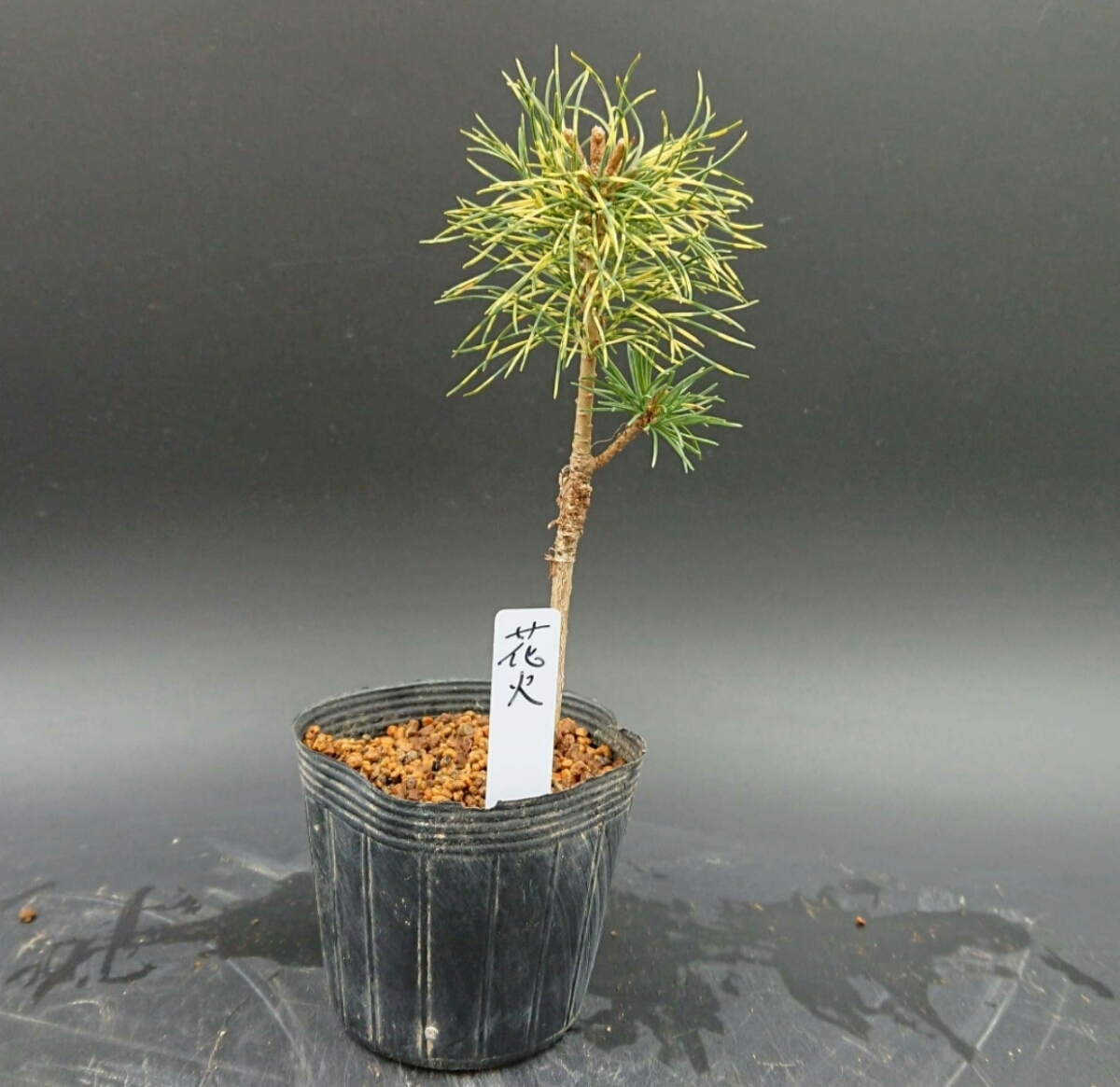 ハナビ : 苗：斑入り五葉松（花火）* フイリゴヨウマツ 花火 斑入り