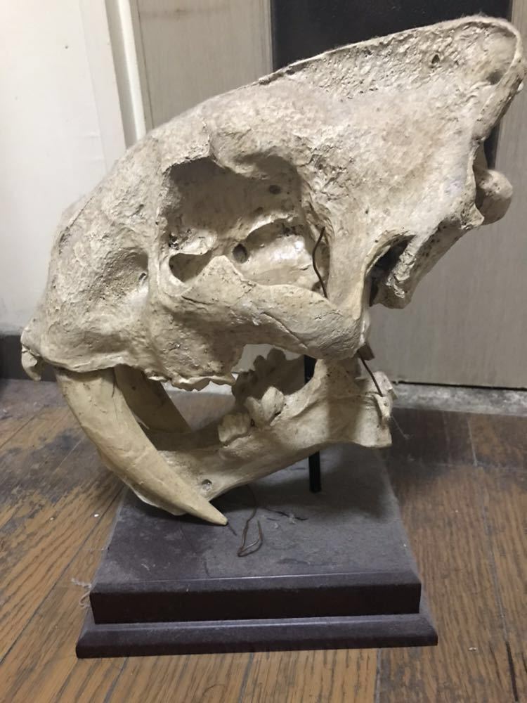 サーベルタイガー スミロドン 原寸大頭骨レプリカ Smilodon 剣歯虎
