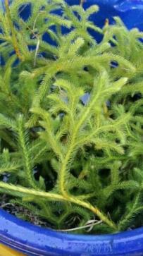 【大株：50cm以上】ヒカゲノカズラ／神襷【根付きランナー】水草／金魚めだか産卵巣　【送料無料】【送料込み】_1