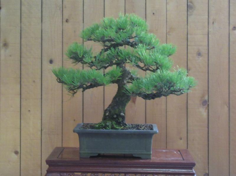 黒松盆栽」中品サイズ・模様木(101) 黒松 [舎利幹模様木] 大品盆栽