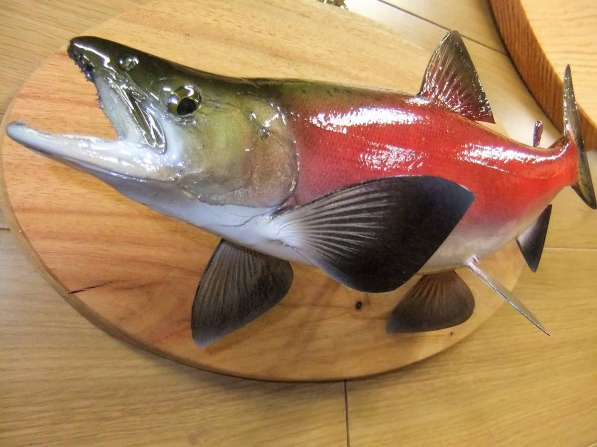 【超激得】 HNO338 剥製2019十和田湖雄ヒメマス30UP婚姻色バリバリ天然無垢ボード仕様(スプーン)｜売買されたオークション情報、yahooの商品情報をアーカイブ公開 - オークファン 淡水