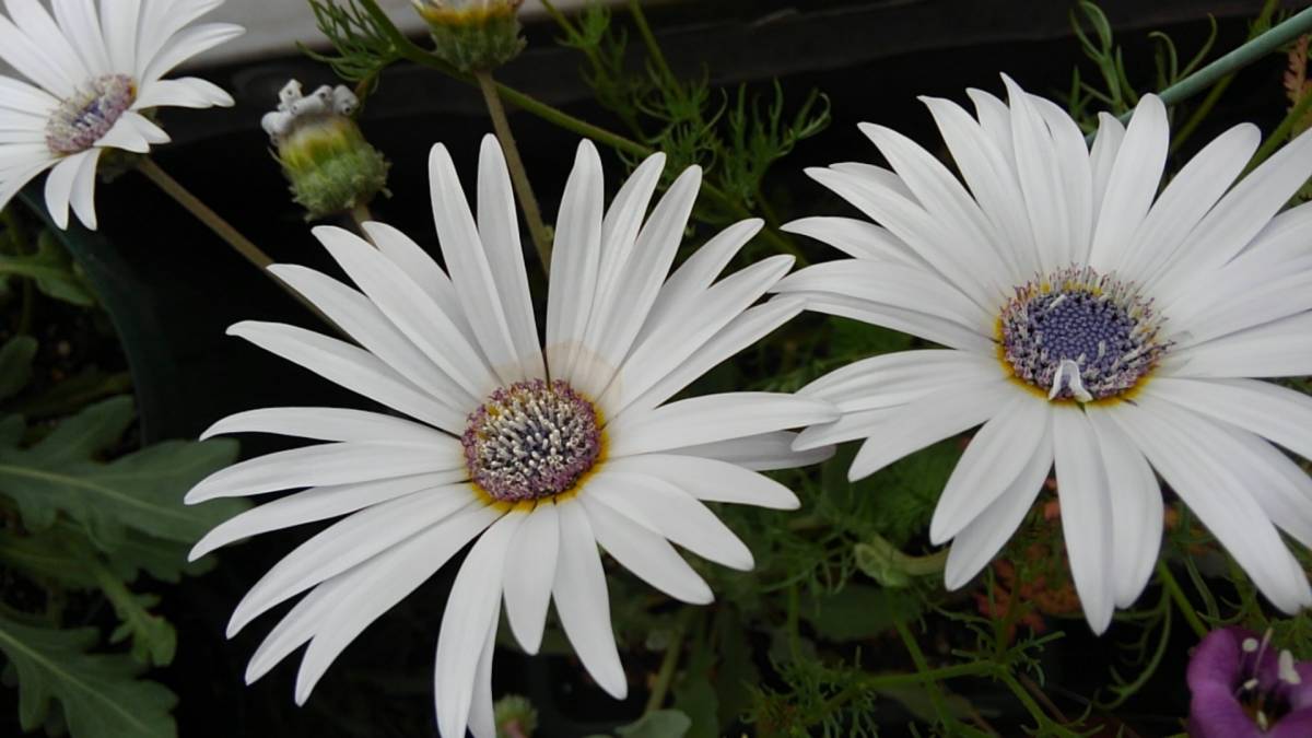 アークトチス　グランディス　★15粒_1