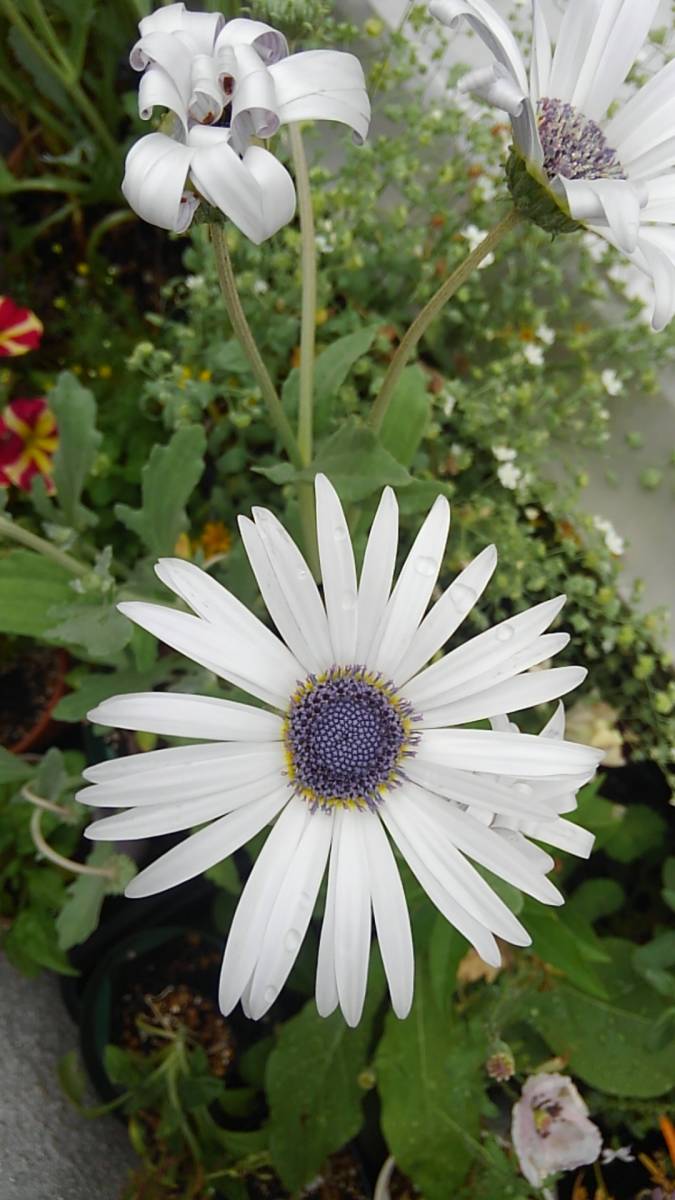 アークトチス　グランディス　★15粒_2