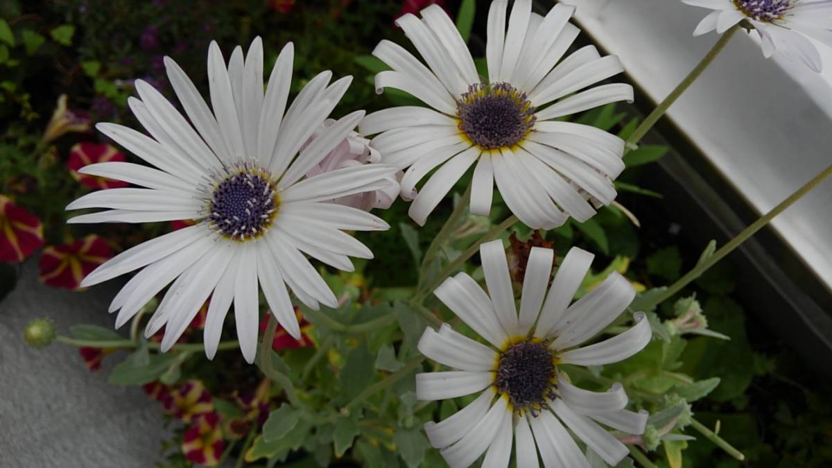 アークトチス　グランディス　★15粒_4