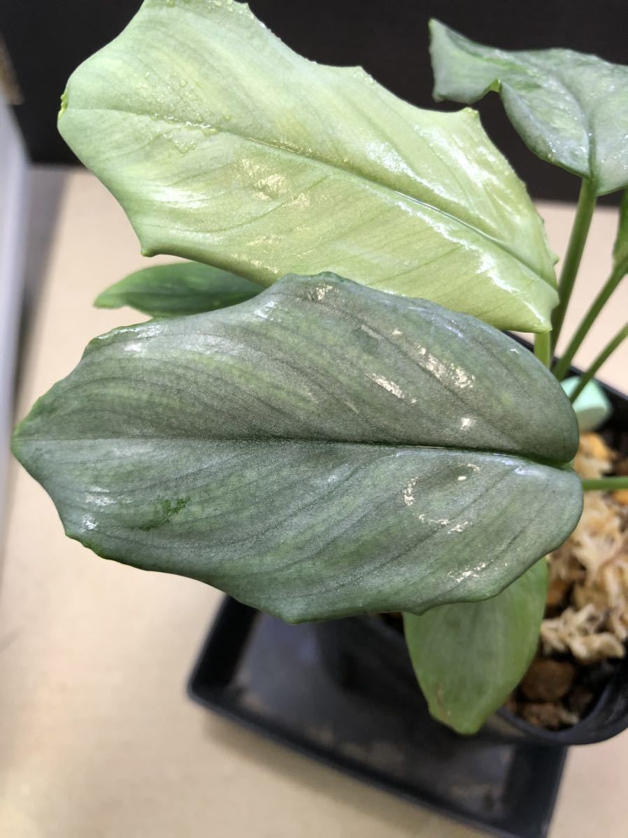 Homalomena sp. Pulau LinggaLA0517-z-l［LR］流通名も個体名 【送料