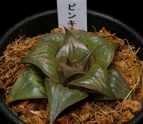 ハオルチア - ピンキー | 極上斑 バディア 多肉植物 ピンキー錦