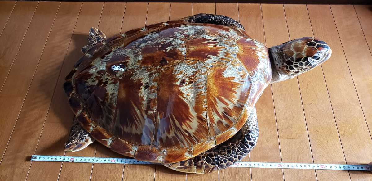 亀の剥製 室内で展示 カメの剥製 オブジェ 壁掛け - メルカリ