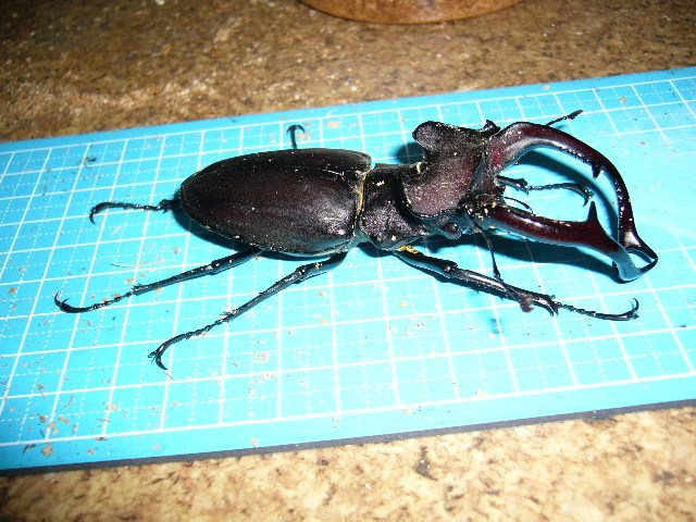 ユダイクスミヤマクワガタ ♂96.0mm♀51.6mm