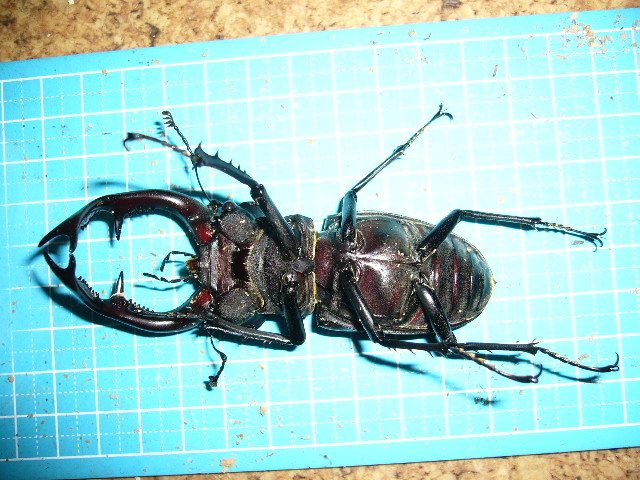 ユダイクスミヤマクワガタ ♂96.0mm♀51.6mm