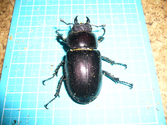 ユダイクスミヤマクワガタ ♂96.0mm♀51.6mm