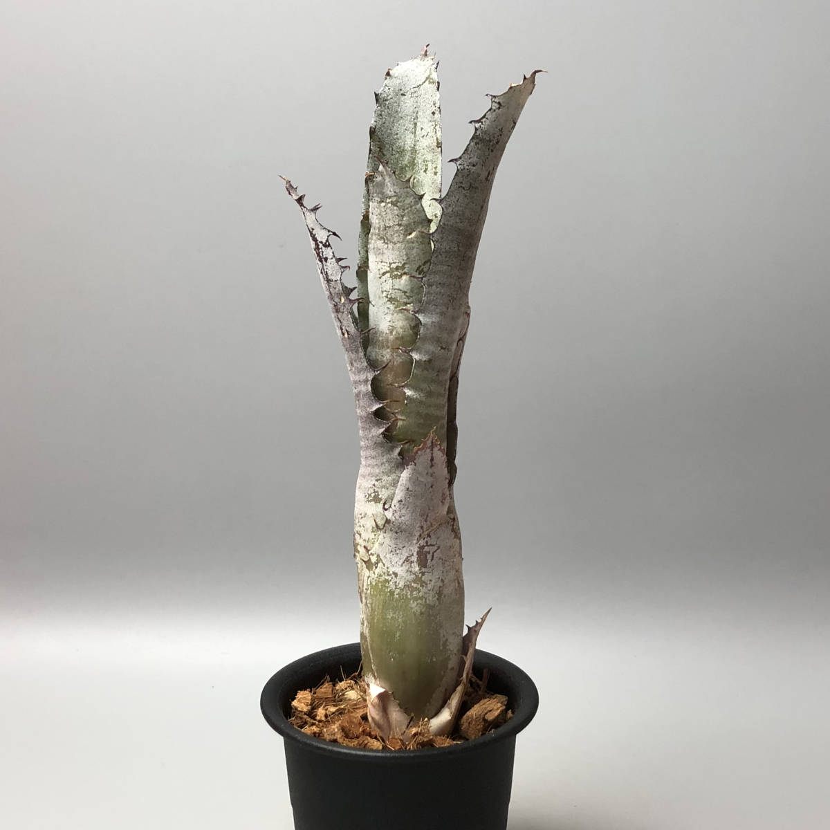 Billbergia Bunniss Factor 子株付き 現品】ビルベルギア・バニス