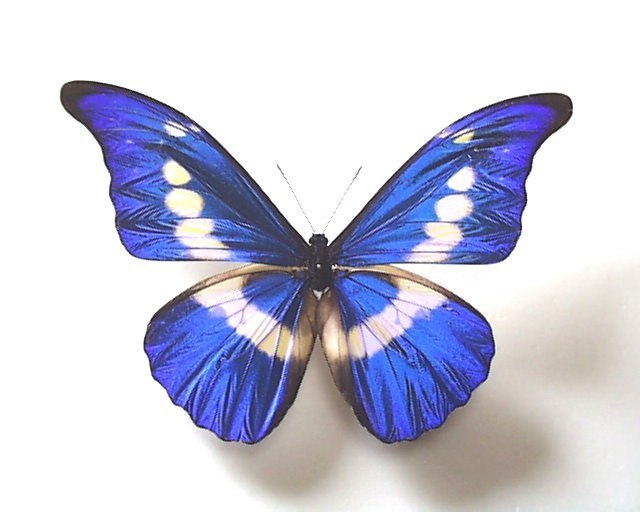 ヘレナモルフォ 外国産蝶標本 ペルー 産 helena Morpho : 蝶の標本