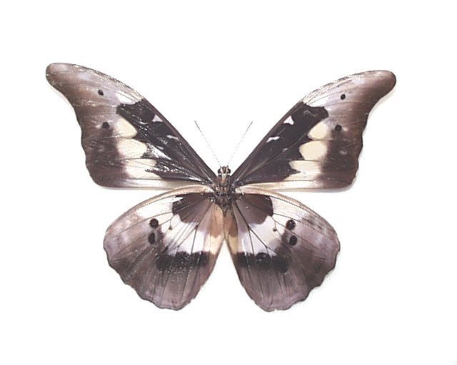 ヘレナモルフォ 外国産蝶標本 ペルー 産 helena Morpho : 蝶の標本