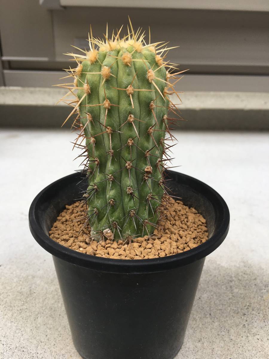現地球　Copiapoa　コピアポア コルムナアルバ　孤竜丸　輸入株カキコ コルムナアルバ コピアポア属 カキコ 孤竜丸 発根済み／ サボテン 多肉