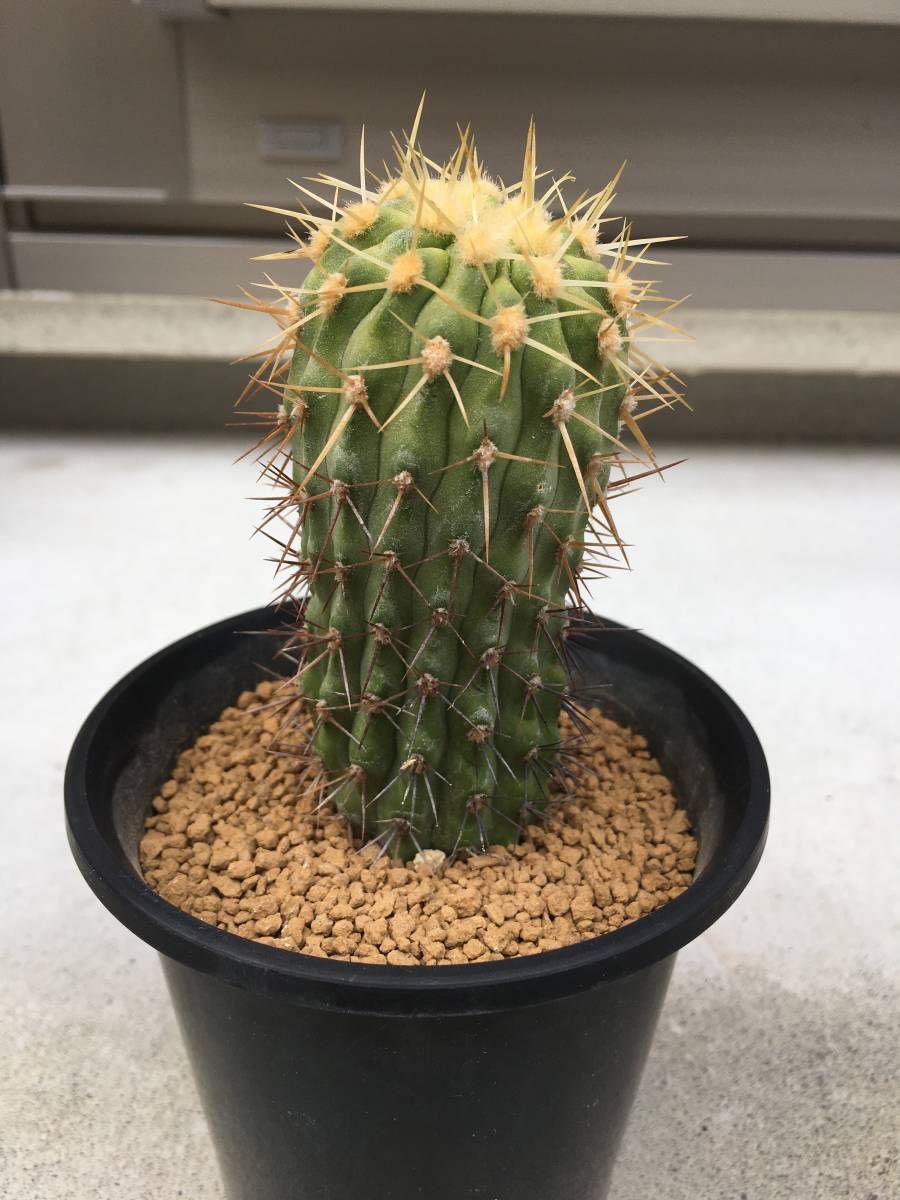 コピアポア　孤竜丸　コルムナアルバ　現地球　copiapoa コルムナアルバ コピアポア属 カキコ 孤竜丸 発根済み／ サボテン 多肉