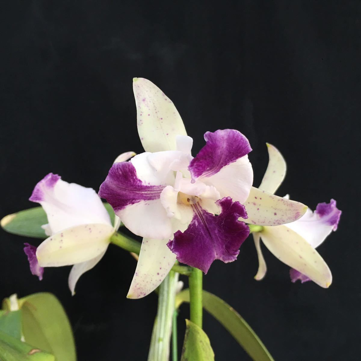 洋蘭 交配カトレア カトレア Cattleya Interglossa Coerulea 'Violet Fiz' (original)