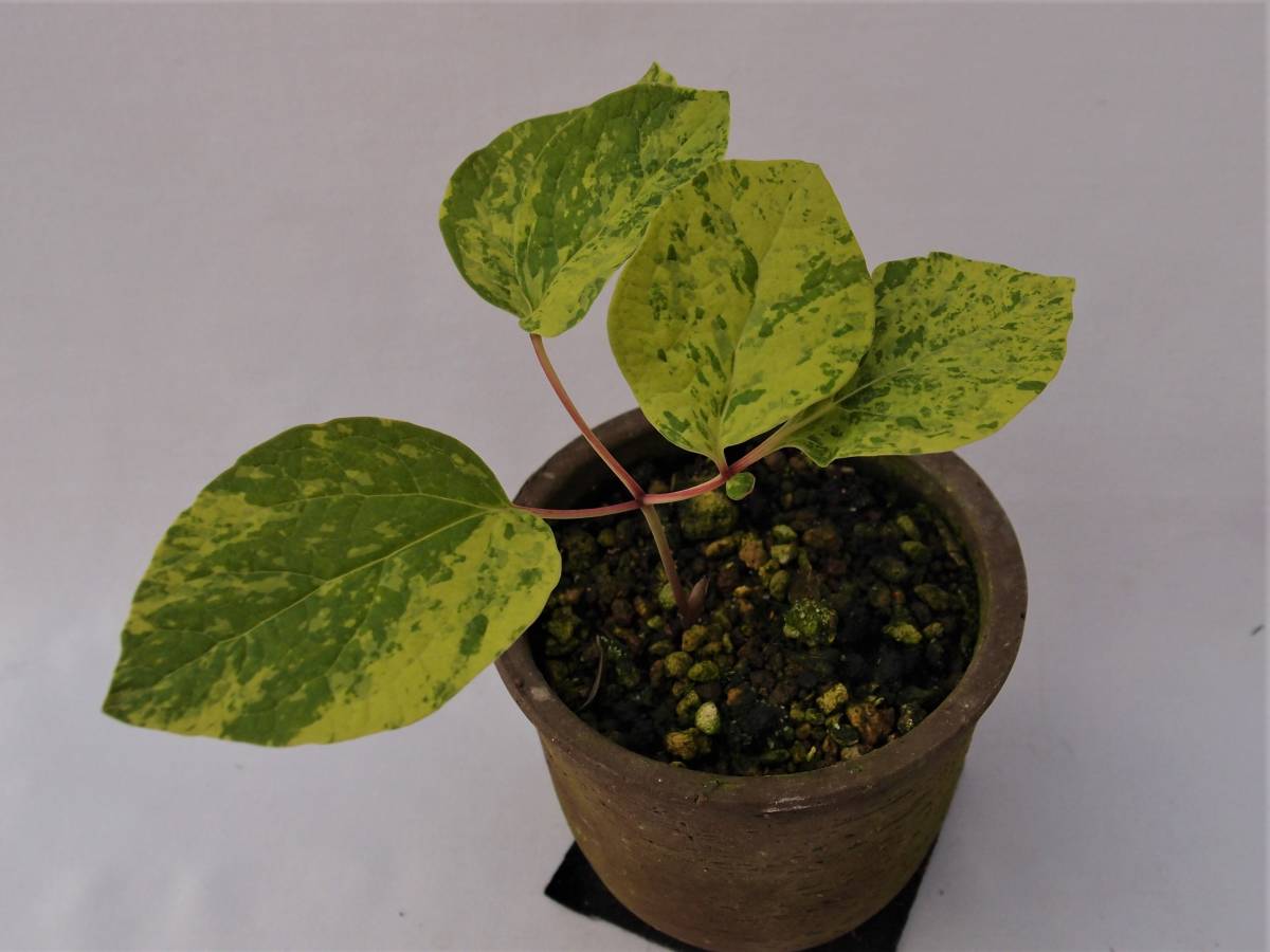 山野草 斑入り ヤマシャクヤク6個セット 山野草 斑入り ヤマシャクヤク