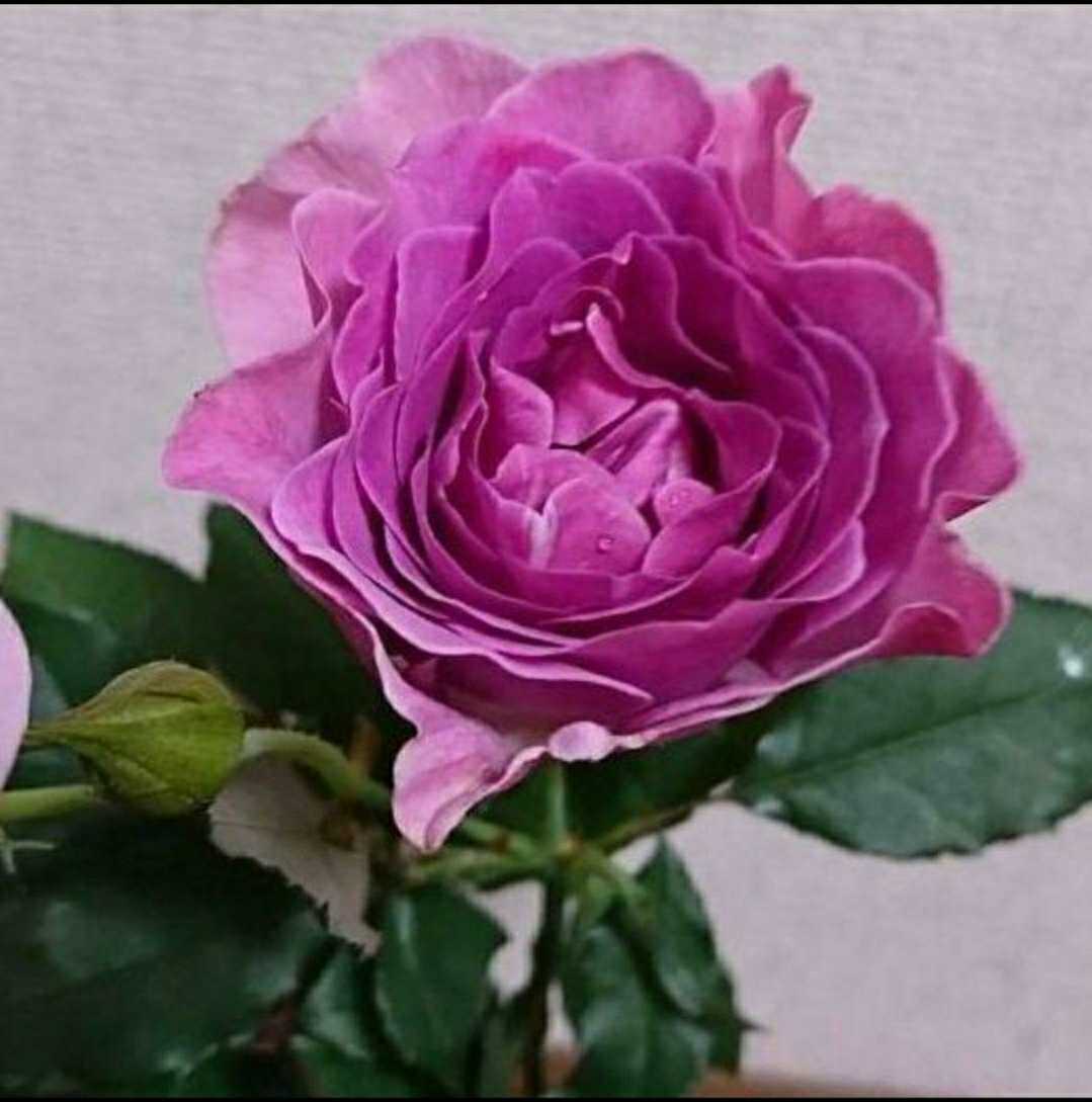 バラ苗 挿し木苗 切り花品種 和バラ ローズファームケイジ かぜたちぬ