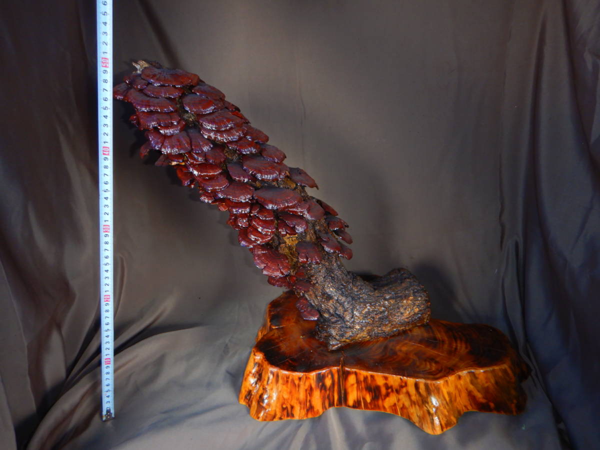 霊芝 サルノコシカケ 猿の腰掛 オブジェ 自然木 ディスプレイ 古木
