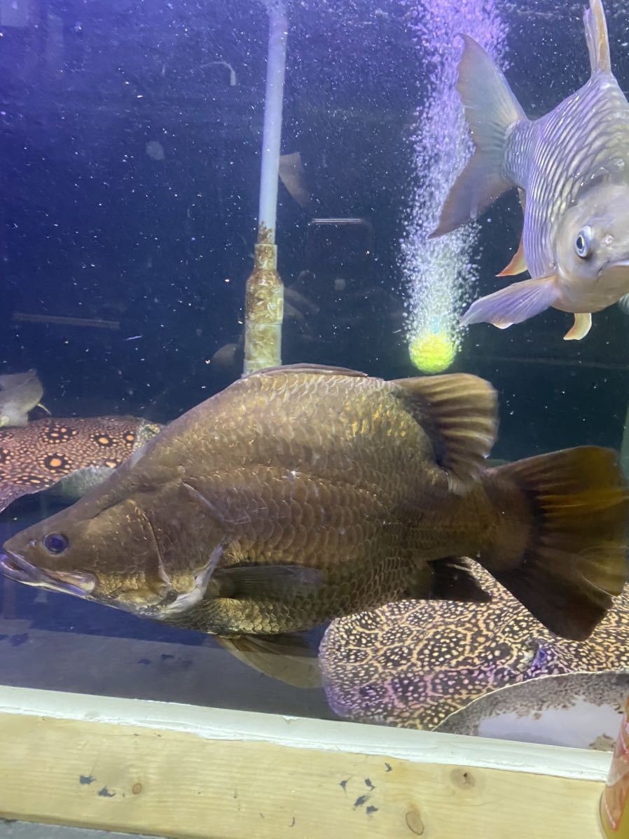 バラマンディ ウルトラショート 45センチ前後