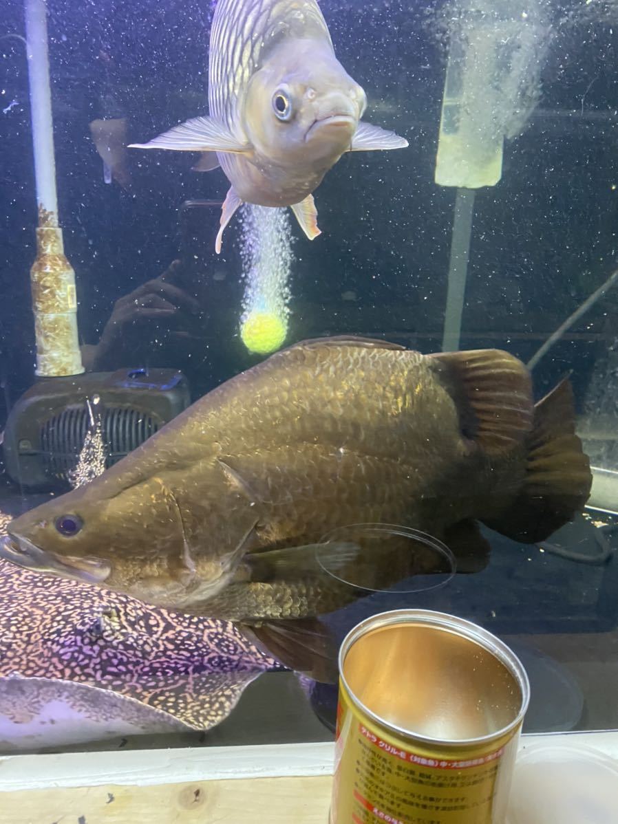 バラマンディ ウルトラショート 45センチ前後