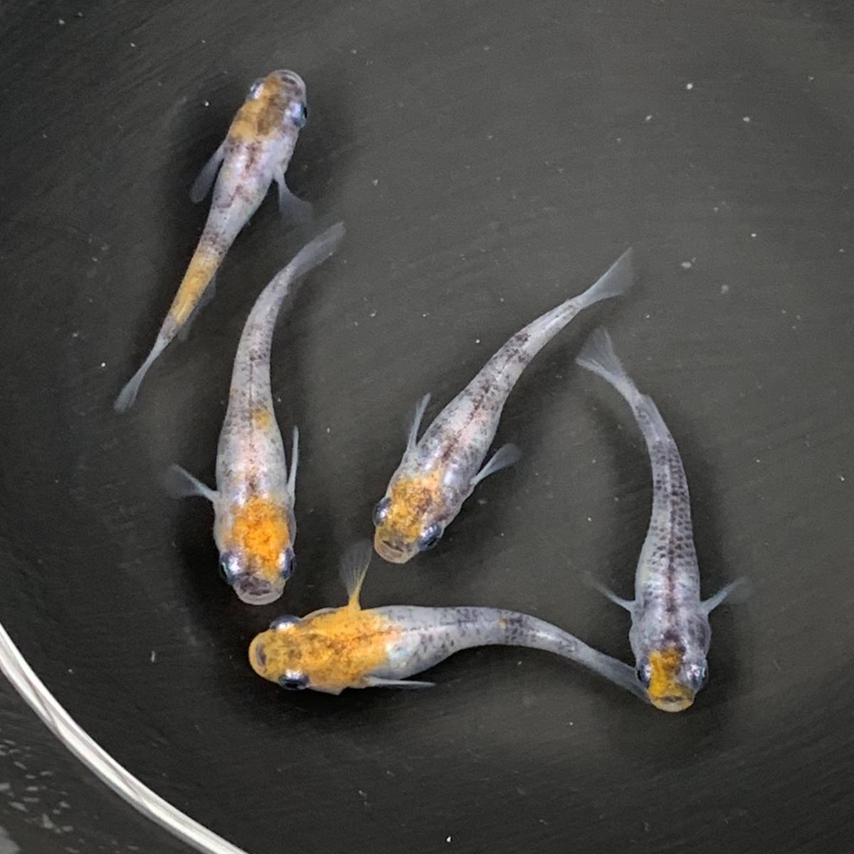 【西郷めだか】雲州三色　若魚　オス2、メス3匹
