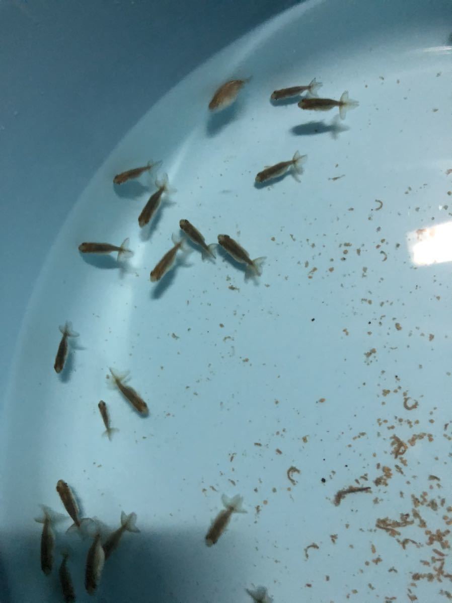 「Dream」鬼フンタン！らんちゅう稚魚10匹_1