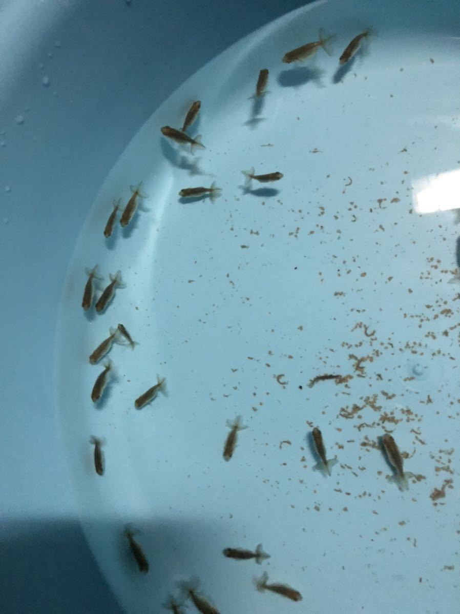 「Dream」鬼フンタン！らんちゅう稚魚10匹_2