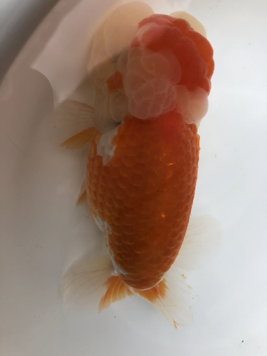 「Dream」鬼フンタン！らんちゅう稚魚10匹_3