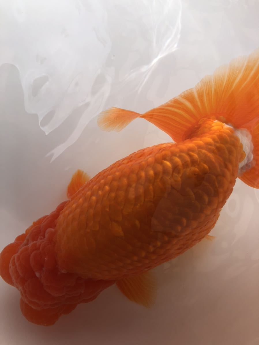 「Dream」鬼フンタン！らんちゅう稚魚10匹_4