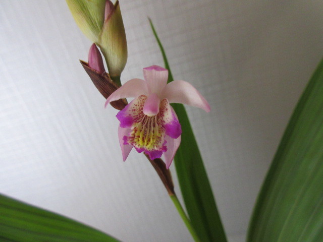 山野草 エビネ蘭 御蔵ニオイ無銘（絶滅自然種） 四季の山野草 蘭