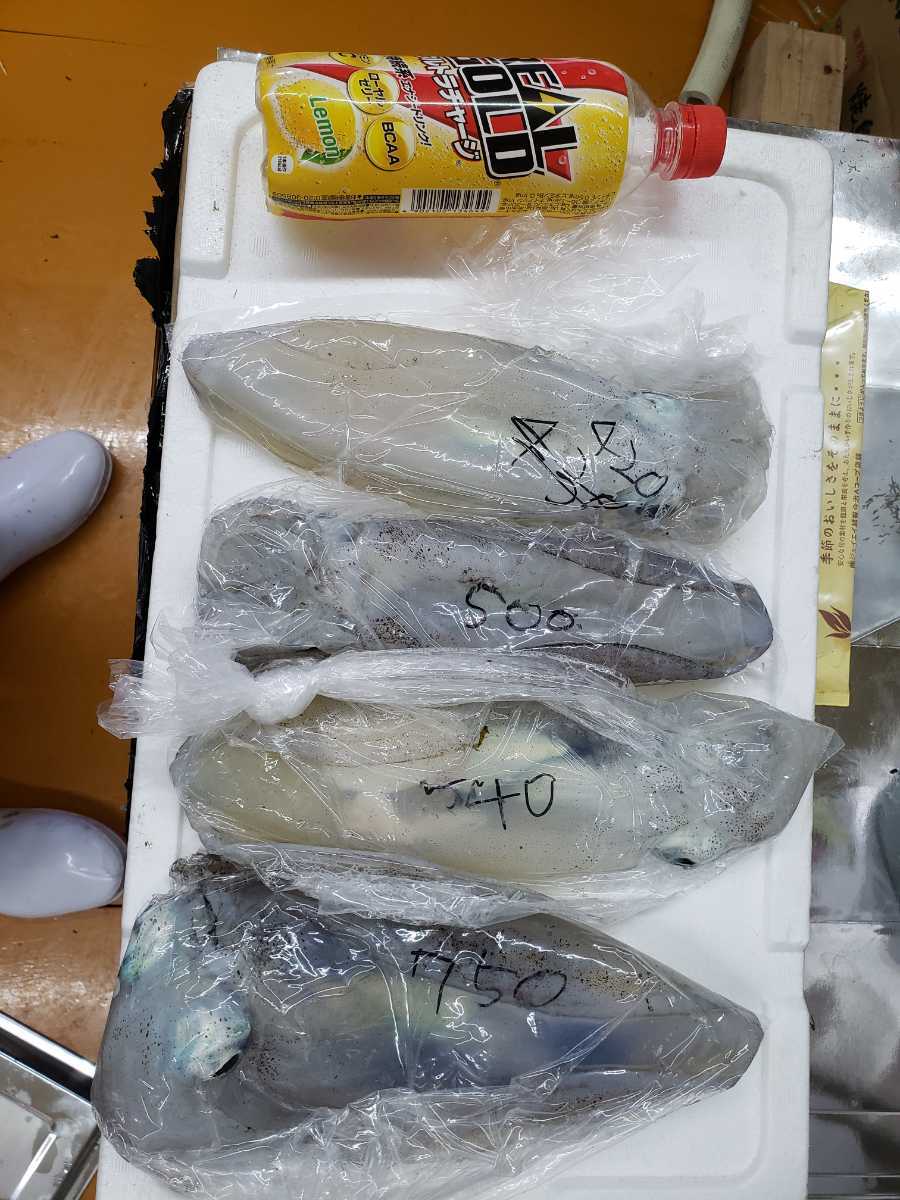 沖縄県産 ソデイカ 特大ソデイカ(ミミ付き)11.4kg刺身でも天ぷらでも抜群に 約 1kg いか 特大ソデイカ(ミミ付き)【13.1kg】刺身でも天ぷらでも抜群に美味い！【2020年4月水揚げ】大人気！1円オークション！【送料2，000円一律】