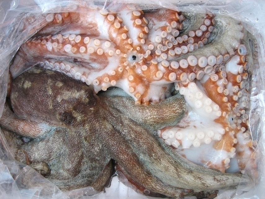 沖縄県産 ソデイカ 特大ソデイカ(ミミ付き)11.4kg刺身でも天ぷらでも抜群に 約 1kg いか 特大ソデイカ(ミミ付き)【13.1kg】刺身でも天ぷらでも抜群に美味い！【2020年4月水揚げ】大人気！1円オークション！【送料2，000円一律】