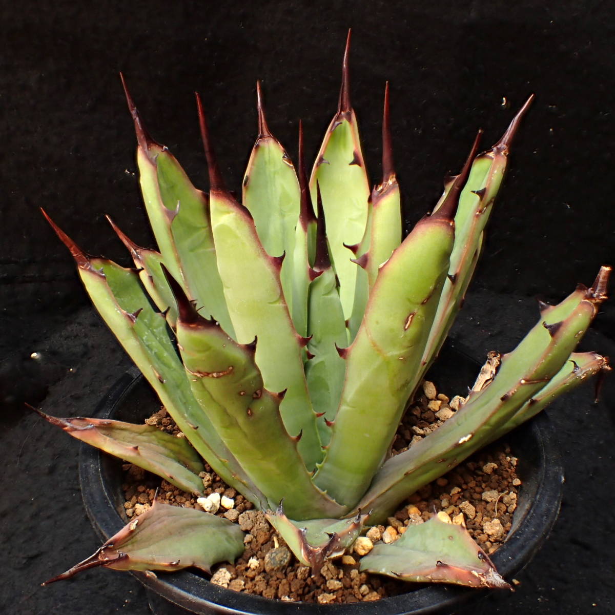 Agave ⁄ macroacantha 多肉植物アガベ 特選抜株 titanota FO-076 超