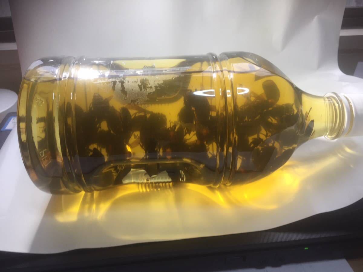 焼酎！オオスズメバチ焼酎漬け松の露 20年以上物！ 焼酎！オオスズメバチ焼酎漬け松の露 20年以上物！ 【公式通販】
