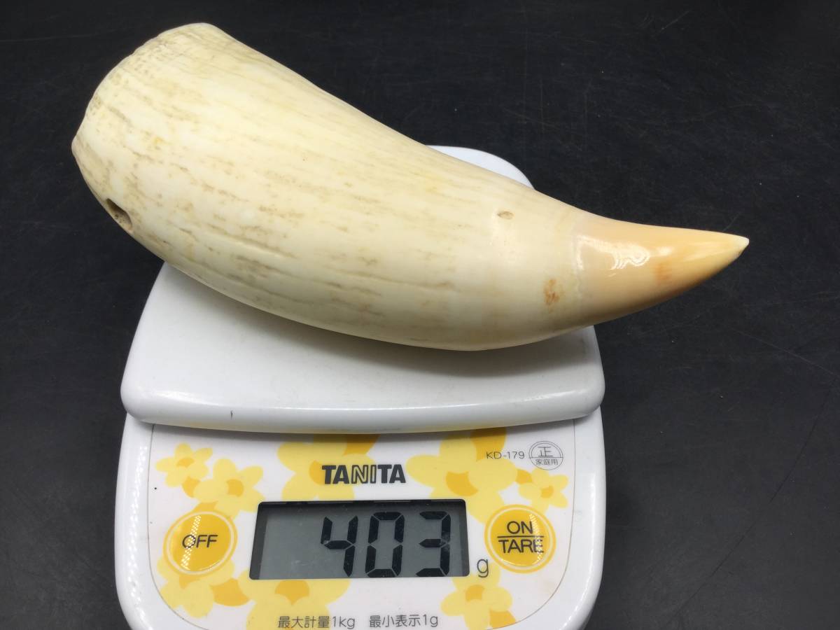 抹香鯨 マッコウクジラ 鯨歯 印材 - 天然素材 鯨牙 牙 彫刻材料 標本総 