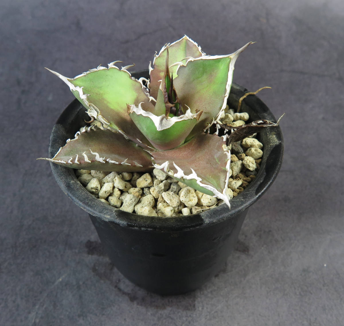 titanota アガベ チタノタ Agave | 多肉植物 agave MARU plants 