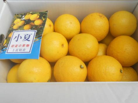 【定番人気，HOT】 高知産 ハウス小夏 ２L 約５Kg 北海道沖縄を除く(かんきつ類)｜売買されたオークション情報、yahooの商品情報をアーカイブ公開 - オークファン かんきつ類