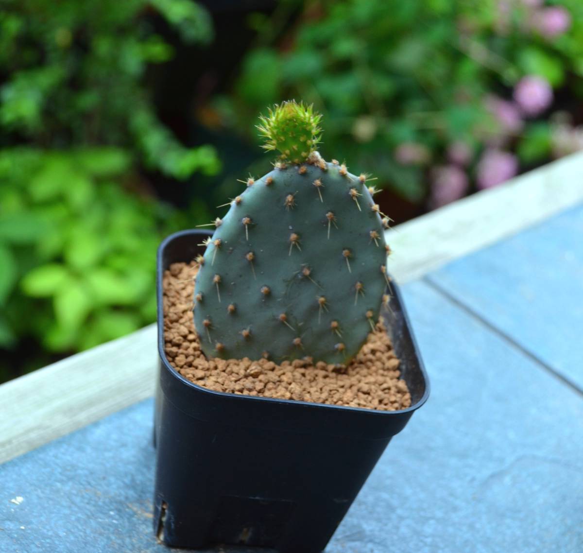 多肉植物 サボテン オプンチア サンタリタ Opuntia Santa Rita 別名 アリゾナス 2茎節発根済 7 5ｃｍ角ポット 現品 サボテン 売買されたオークション情報 Yahooの商品情報をアーカイブ公開 オークファン Aucfan Com
