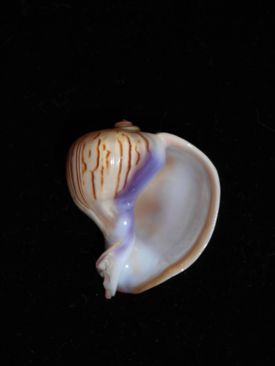 l521155705.1