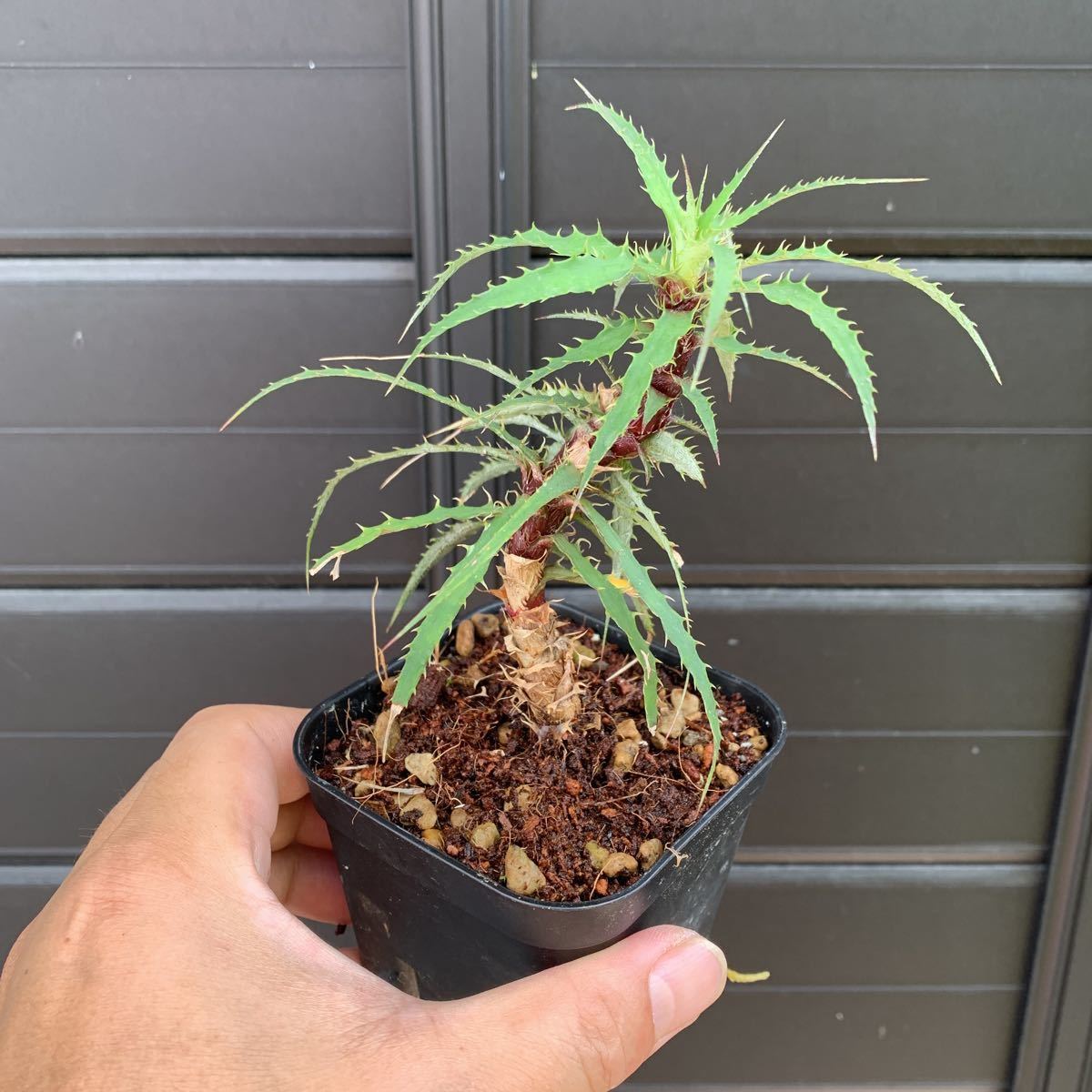 Cryptanthus by BASE | powered （アートプランツ） GARAGE artPLANTs