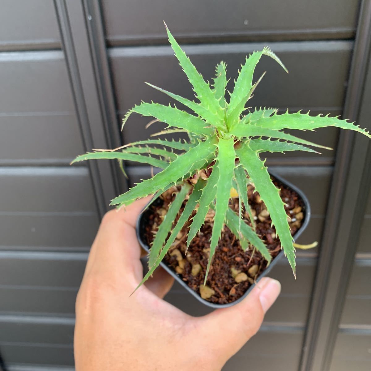 Cryptanthus by BASE | powered （アートプランツ） GARAGE artPLANTs