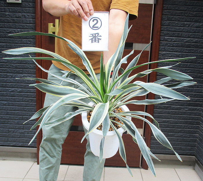 観葉植物 ま*！様 レア ユッカ グロリオサ キミガヨラン 3ヘッド