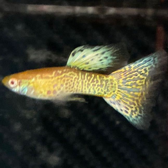 国産グッピー Reea キングコブラ Hd 稚魚10匹 グッピー 売買されたオークション情報 Yahooの商品情報をアーカイブ公開 オークファン Aucfan Com