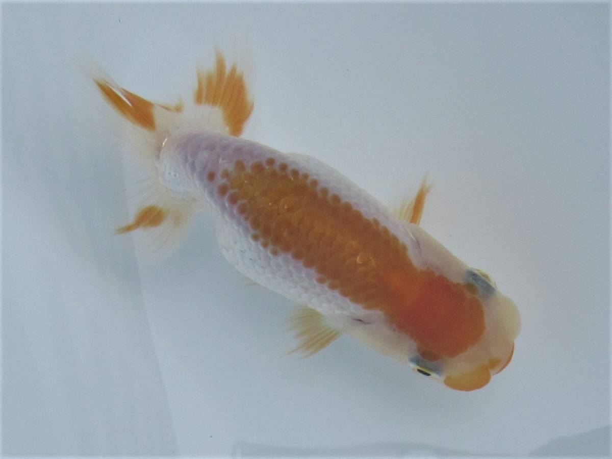 100%新品 天明らんちゅう 厳選本命魚 特選魚 当歳 とめの綺麗な 大会用 た1(らんちゅう)｜売買されたオークション情報、yahooの商品情報をアーカイブ公開 - オークファン らんちゅう