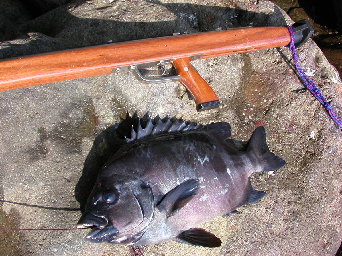 - Yahoo!オークション スピアガン 水中銃 TUNA コンセプト HUNTER 「水中銃 スピアガン」スポーツ、レジャーの落札 | メルカリ ビンテージ 約100cm 日本製 タバタVENTURA Standard