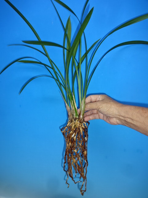 ●寒蘭　高知県四万十市西土佐口屋内産（土佐小町）　D-13