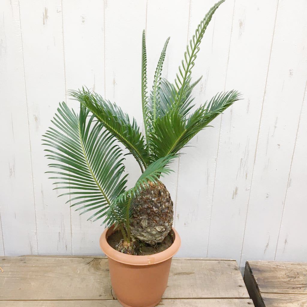 ソテツ 鉢植え 大きい ソテツ 観葉植物 蘇鉄 風水 6号鉢苗 大型種類