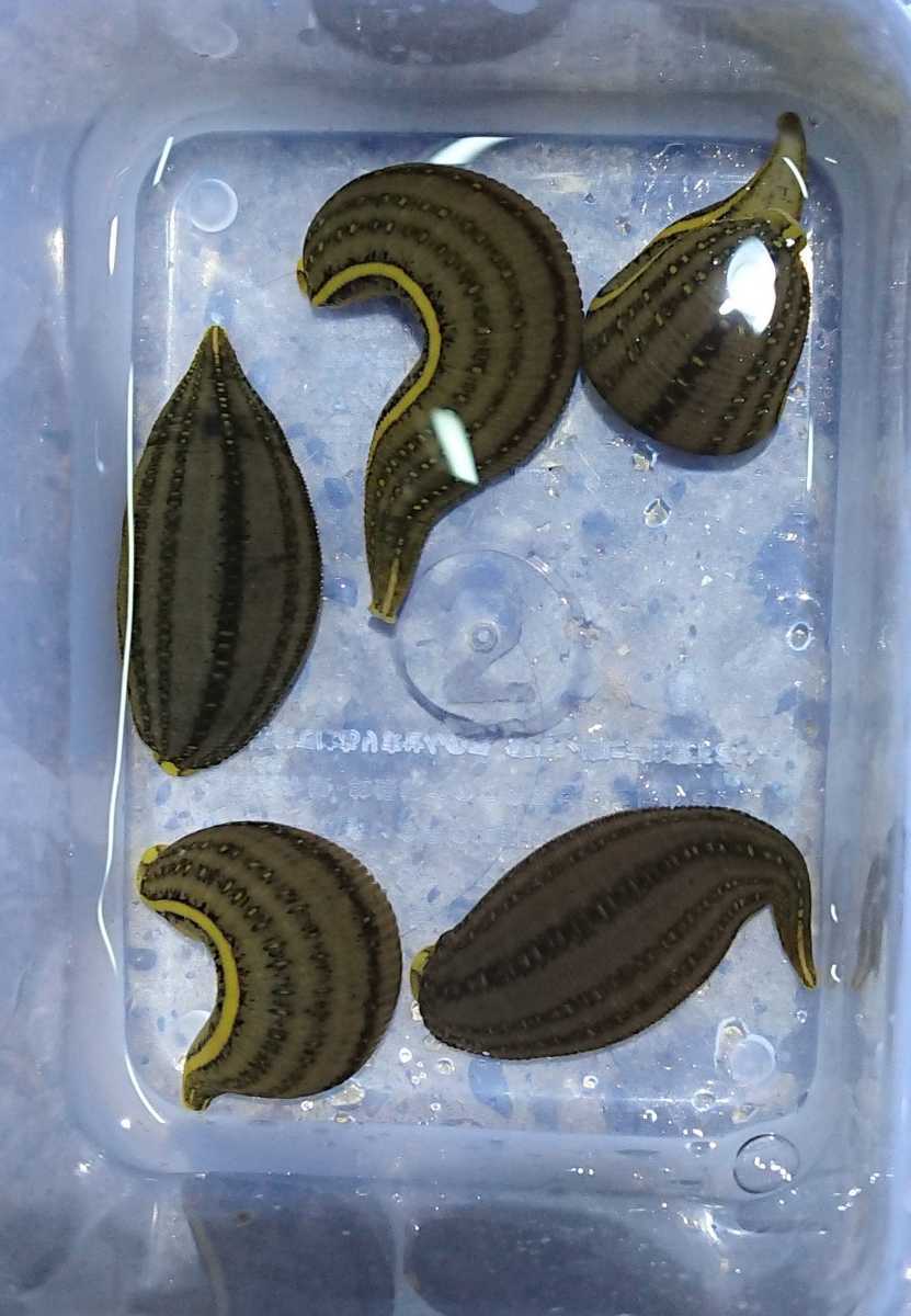 ウマビル 5匹 採集個体 魚類 水生生物 売買されたオークション情報 Yahooの商品情報をアーカイブ公開 オークファン Aucfan Com