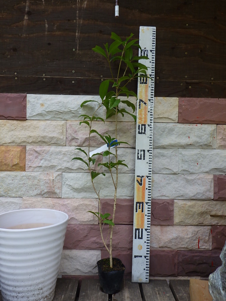 金木犀 キンモクセイ 苗木 話題の人気